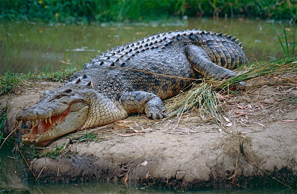 Saltwater crocodile resting on a riverbank