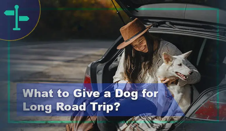 What to Give a Dog for Long Road Trip